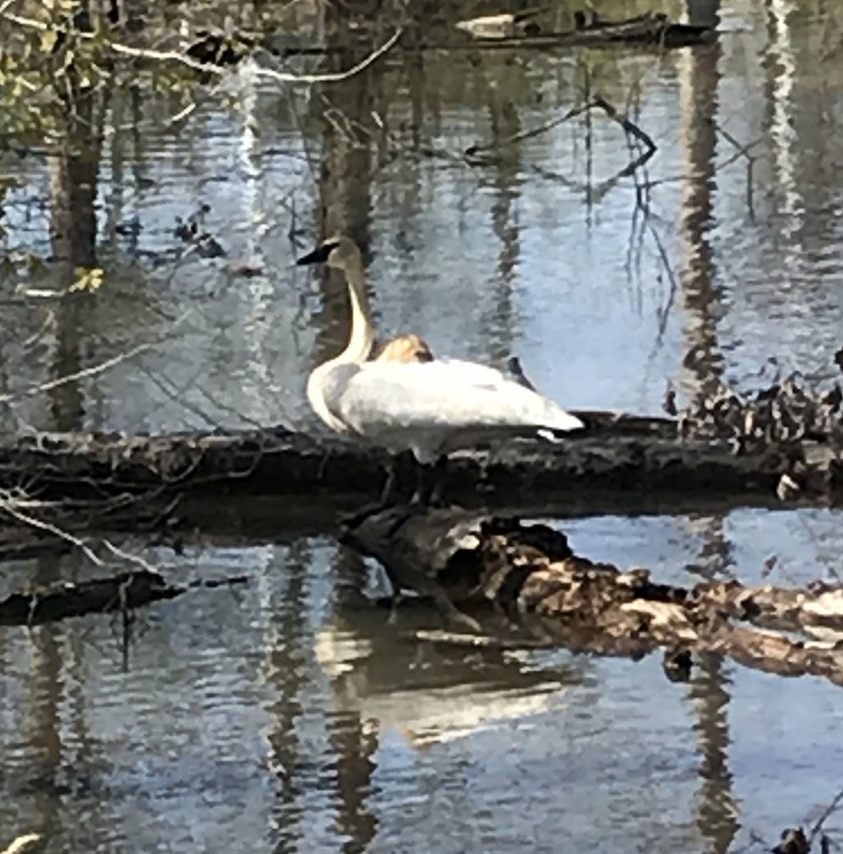 Trumpeter Swan - ML95554831
