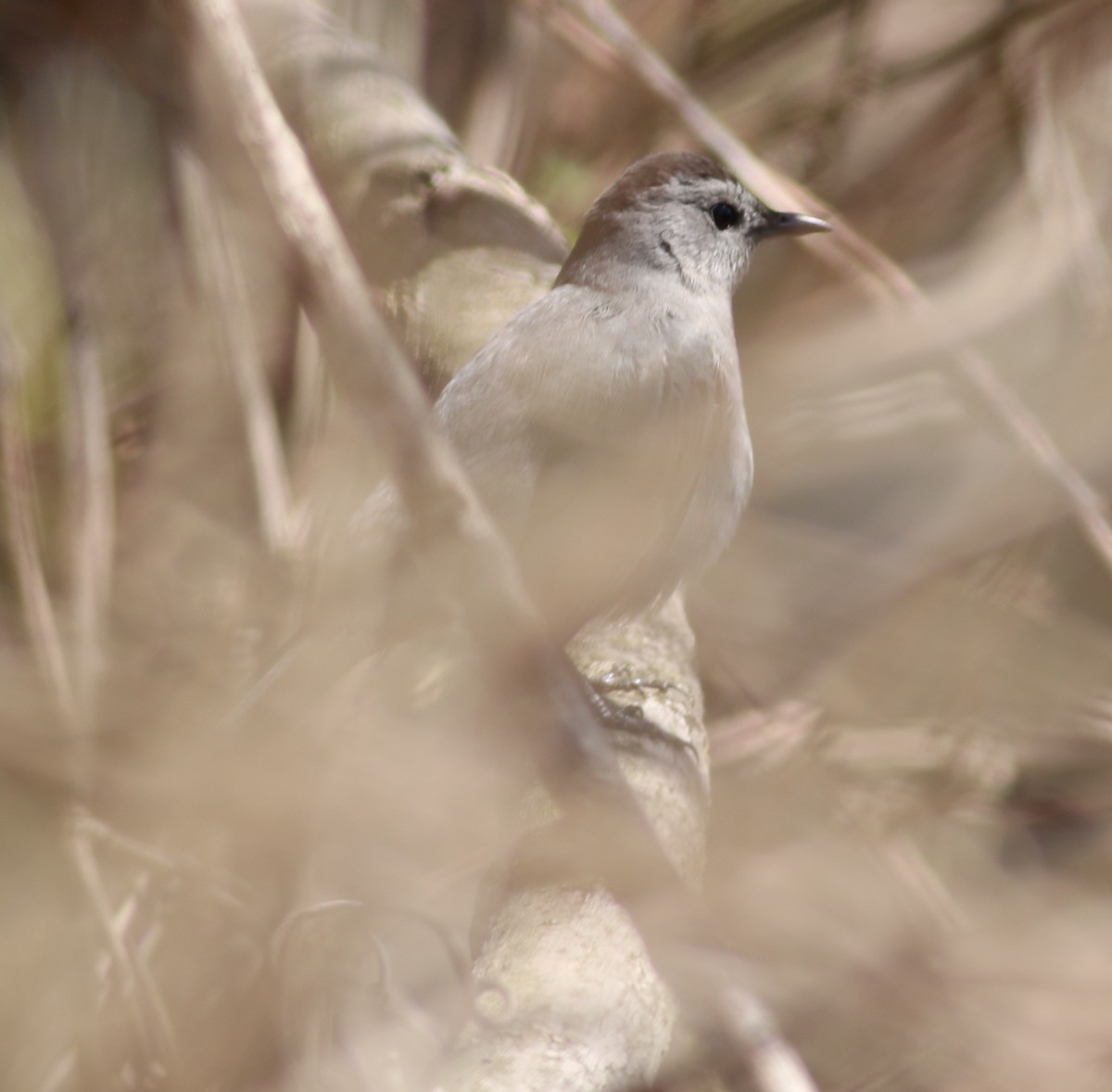 Gray Catbird - Eric Hartshaw