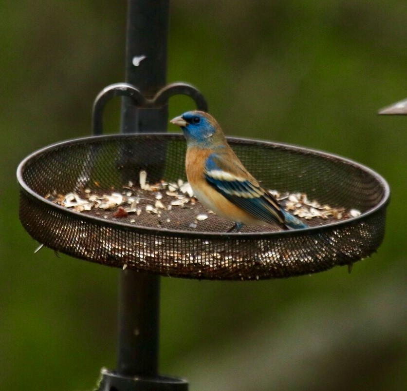 Lazuli Bunting - ML95558991