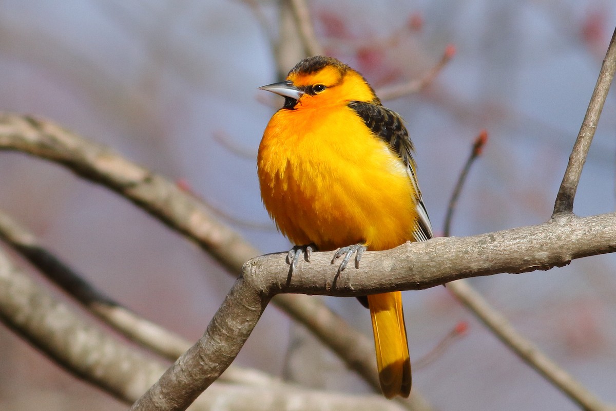 Bullock's Oriole - Sean Williams