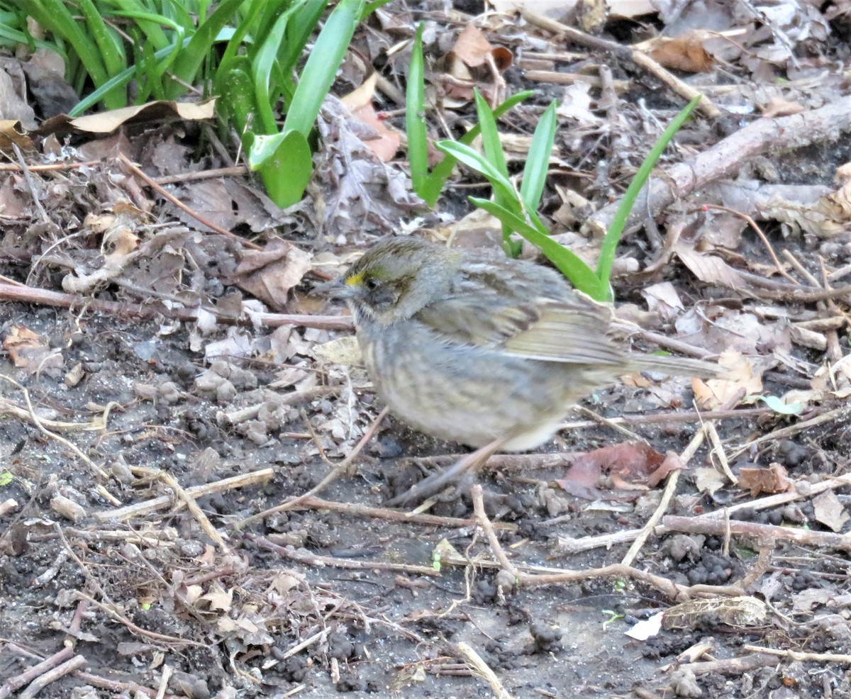 Seaside Sparrow - ML95562721