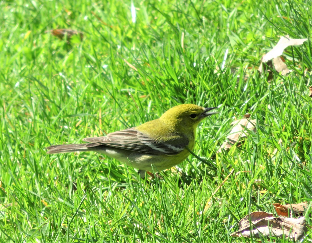 Pine Warbler - Kevin Topping