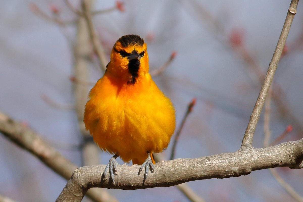 Bullock's Oriole - ML95562951