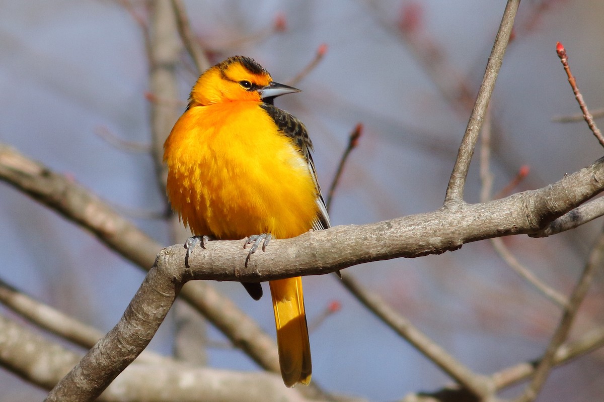 Bullock's Oriole - ML95562971