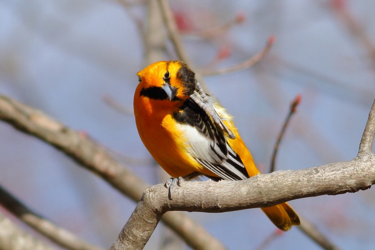 Bullock's Oriole - ML95563031