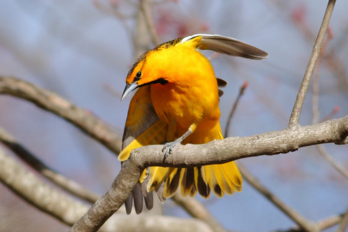 Bullock's Oriole - ML95563051