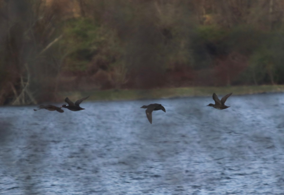 Surf Scoter - ML95563461