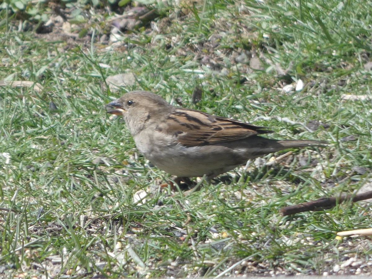 House Sparrow - ML95563941