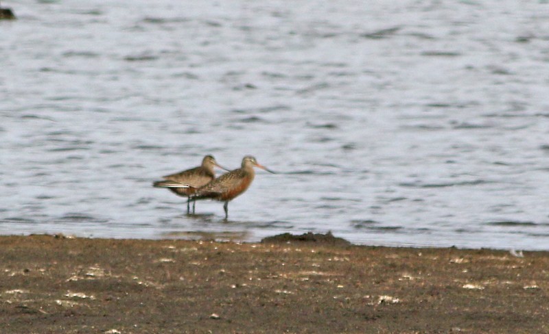 Hudsonian Godwit - ML95564311