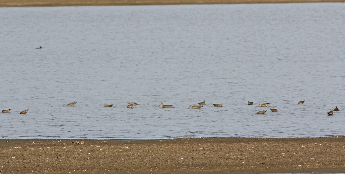 Hudsonian Godwit - ML95564471