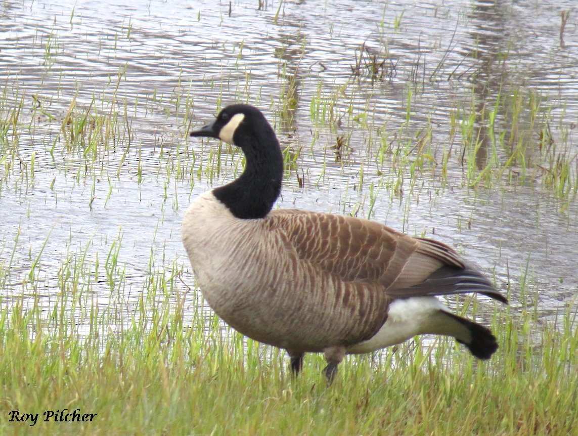 Canada Goose - ML95565301