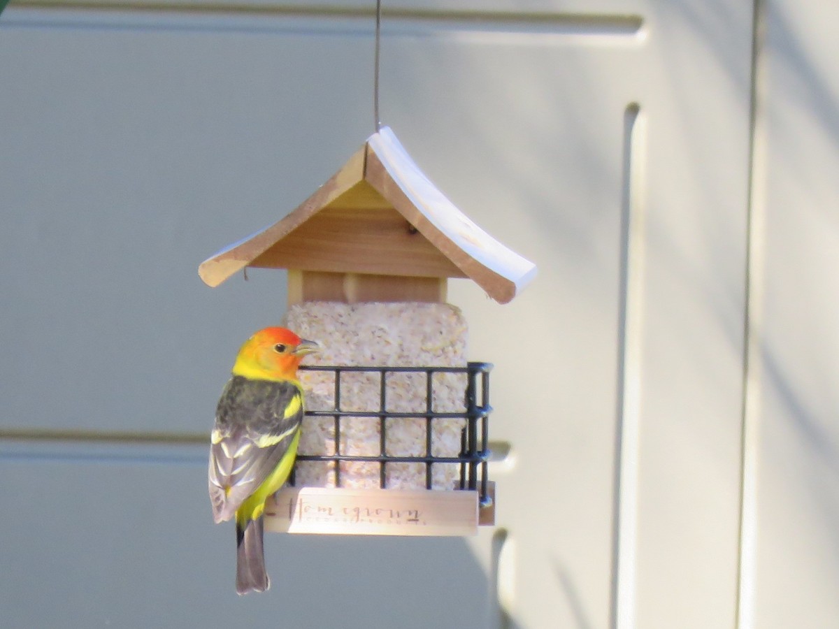 Western Tanager - ML95567331