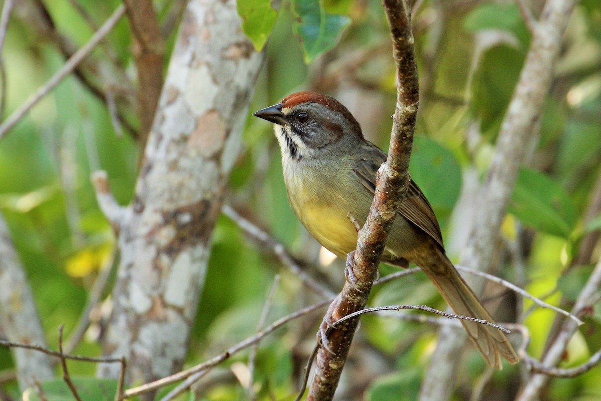 Zapata Sparrow - Jason Estep