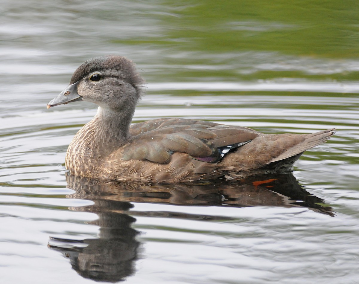 Wood Duck - Steven Mlodinow