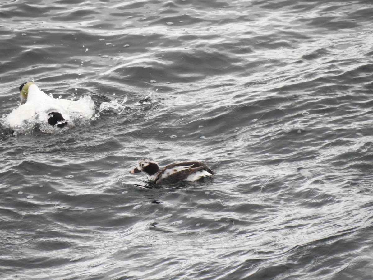 Long-tailed Duck - ML95572721