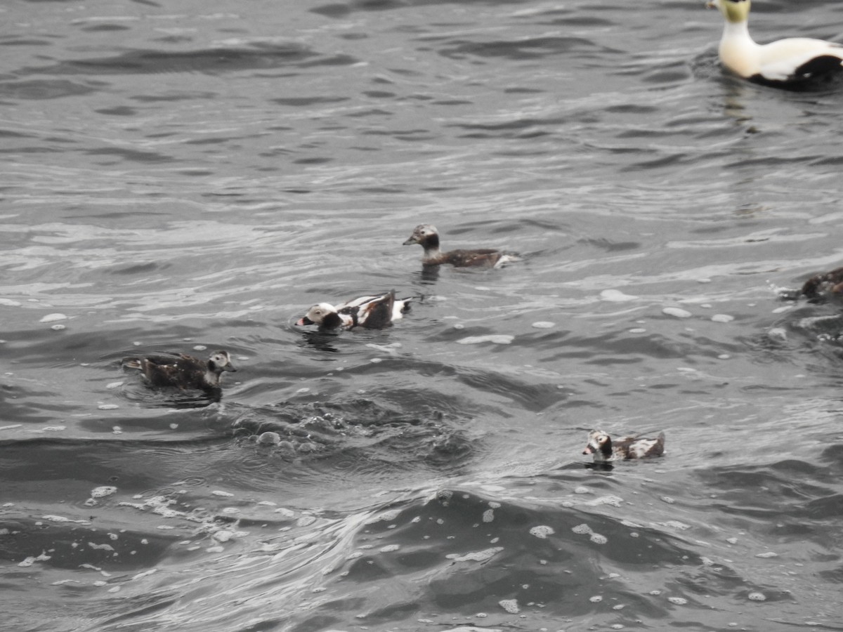 Long-tailed Duck - ML95572861