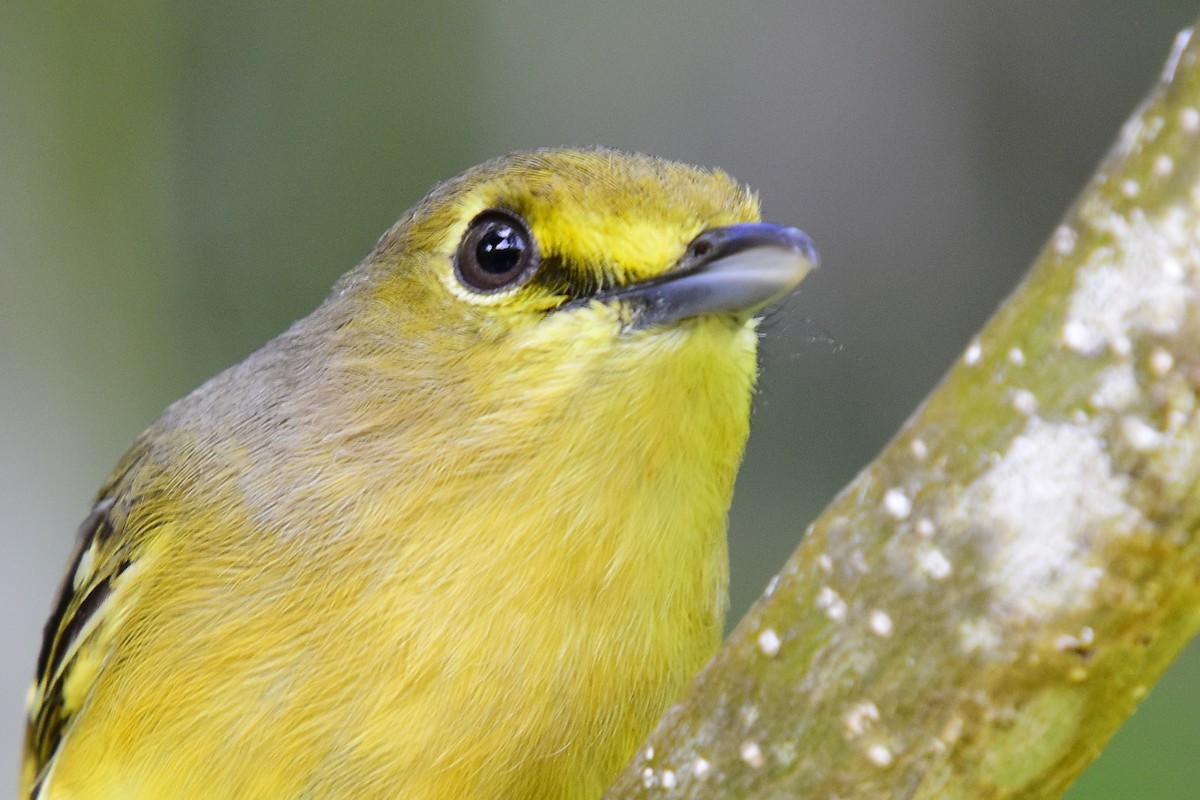 Thick-billed Vireo - David Rudder