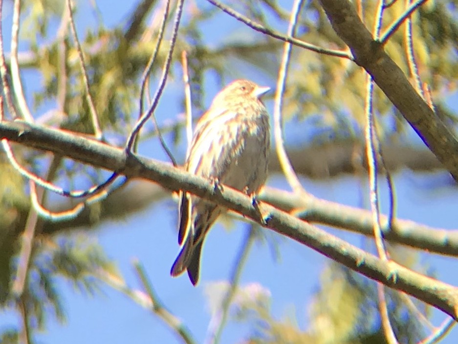 Pine Siskin - ML95573971