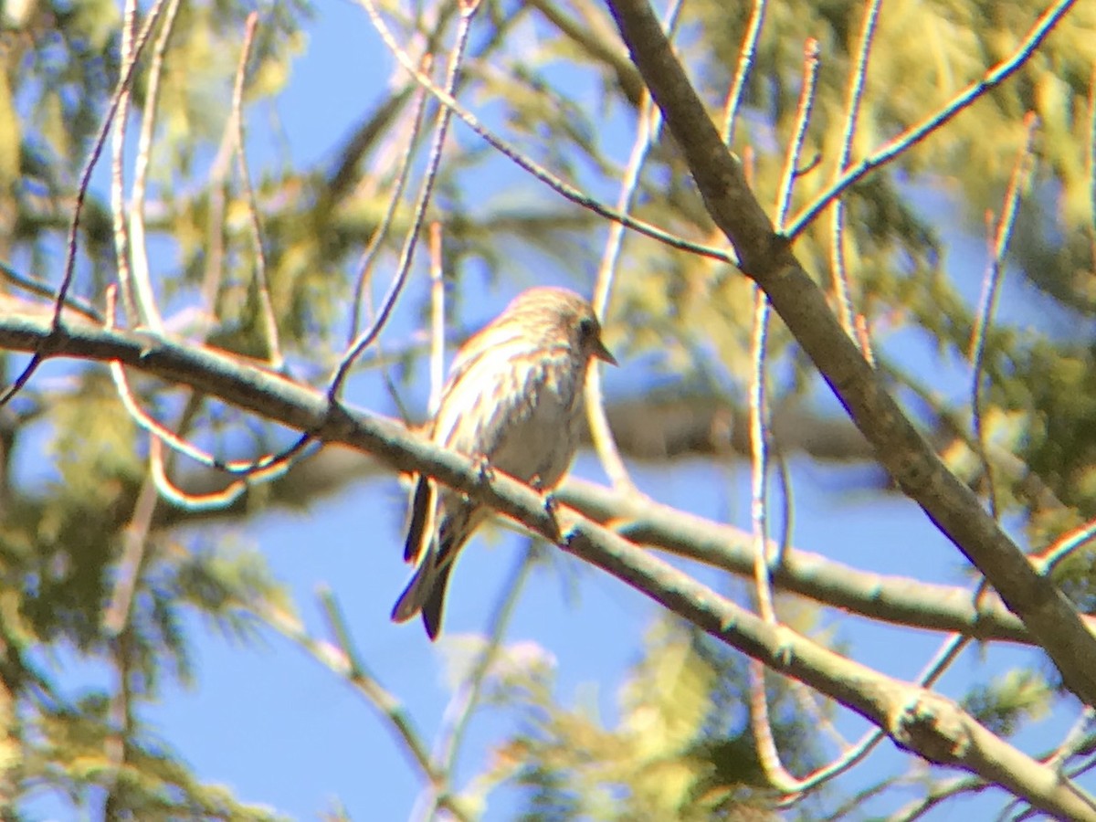 Pine Siskin - ML95574031