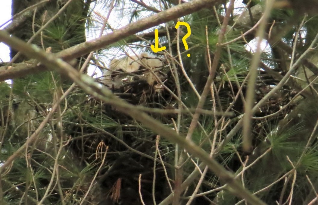 Great Horned Owl - ML95576461
