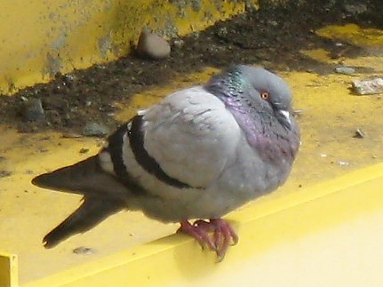 Rock Pigeon (Feral Pigeon) - ML95577041