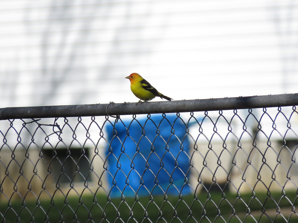 Western Tanager - ML95577411