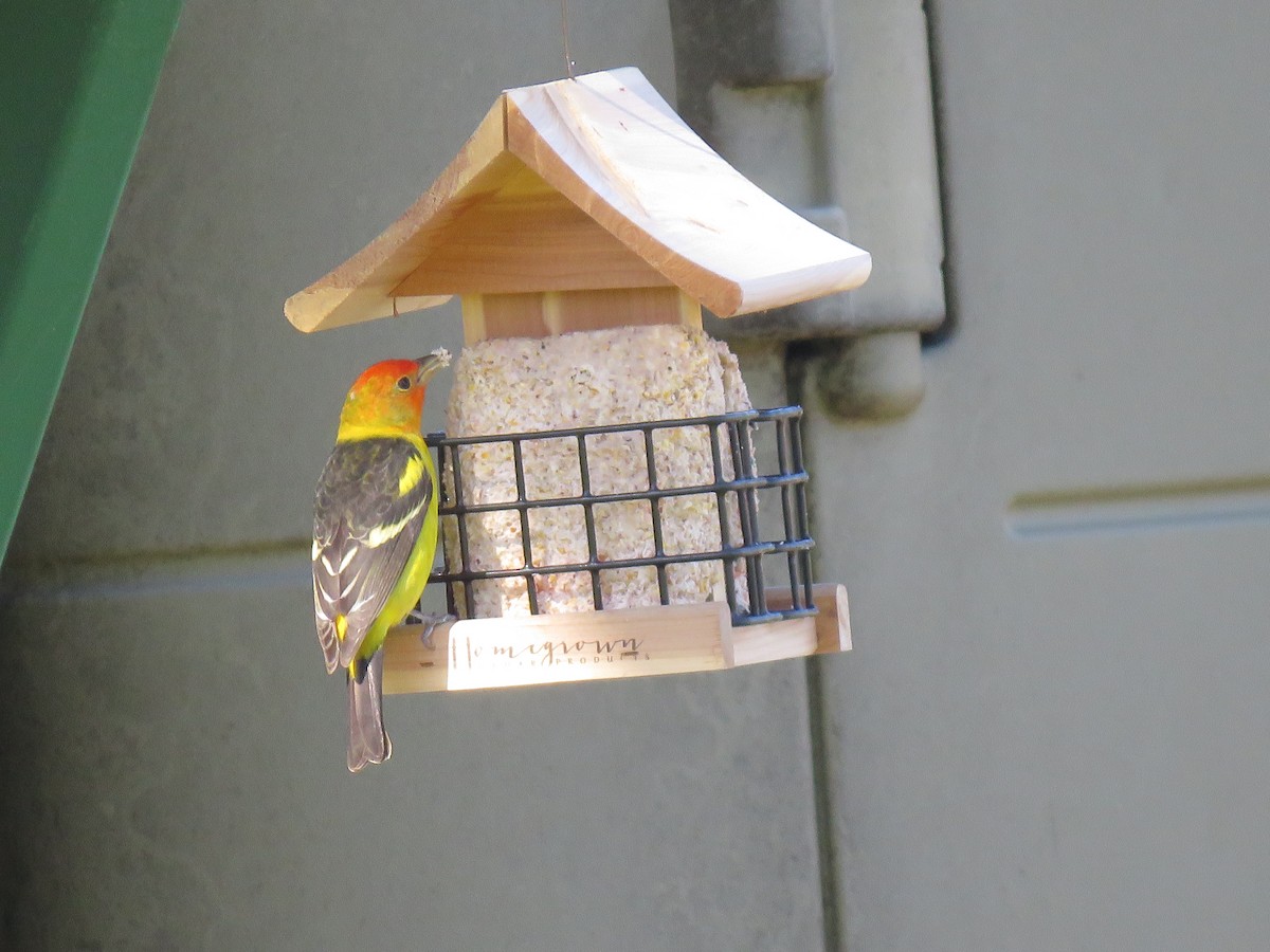 Western Tanager - ML95577471