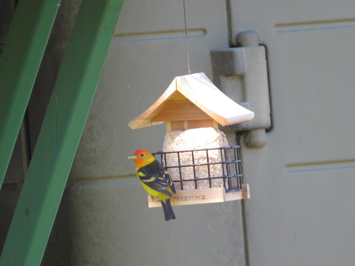 Western Tanager - ML95577541