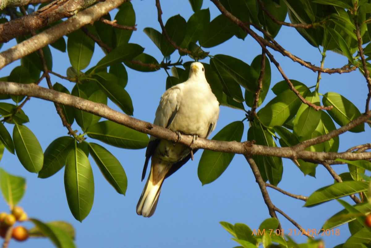 Torresian Imperial-Pigeon - Norton Gill