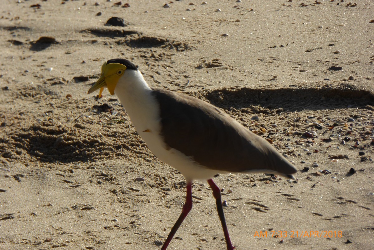 Masked Lapwing - ML95577651