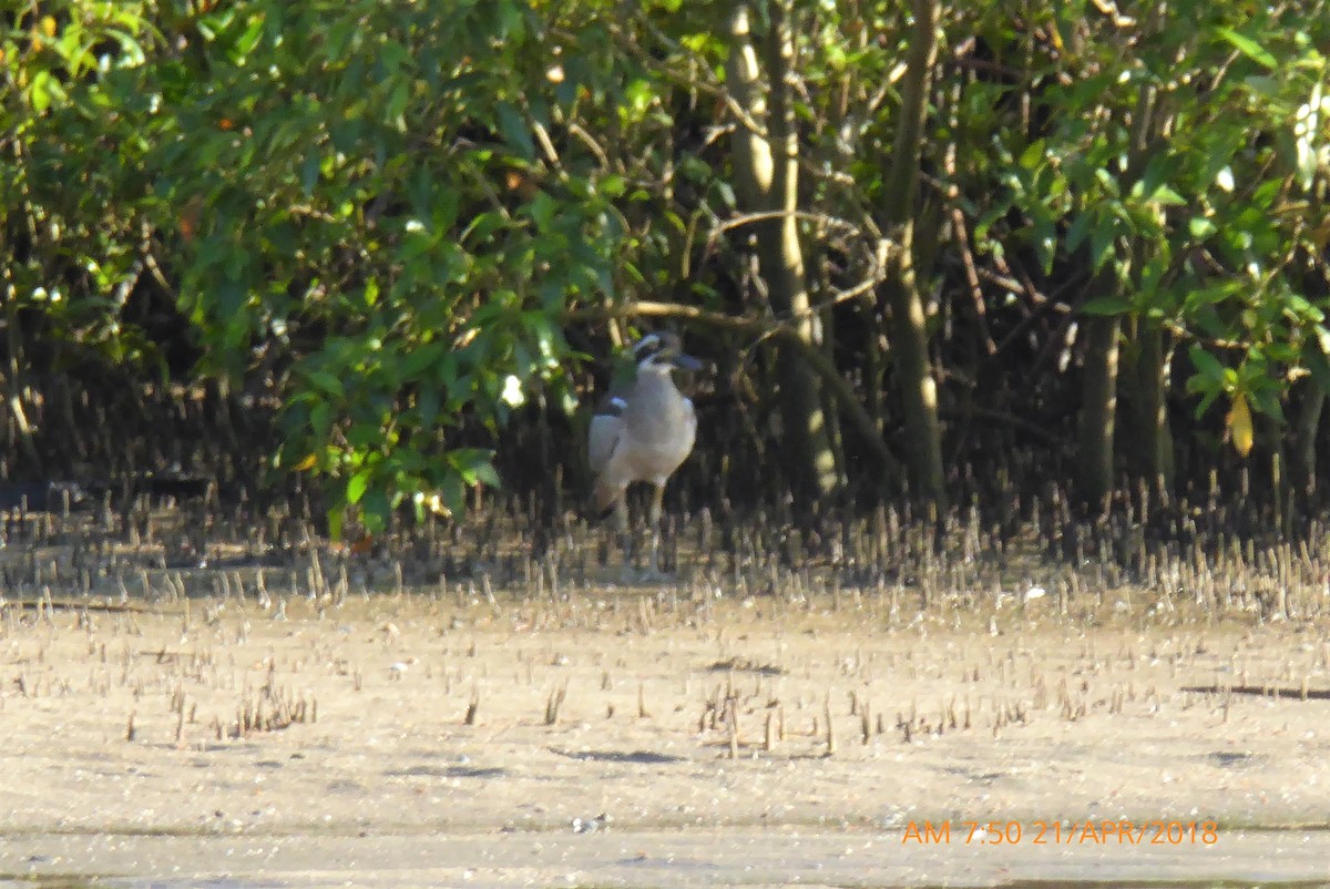 Beach Thick-knee - ML95577761