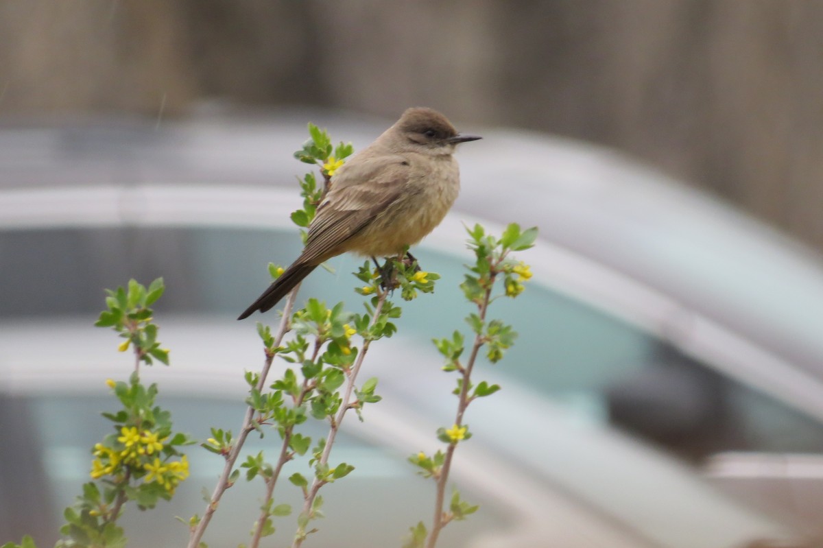 Say's Phoebe - ML95578721