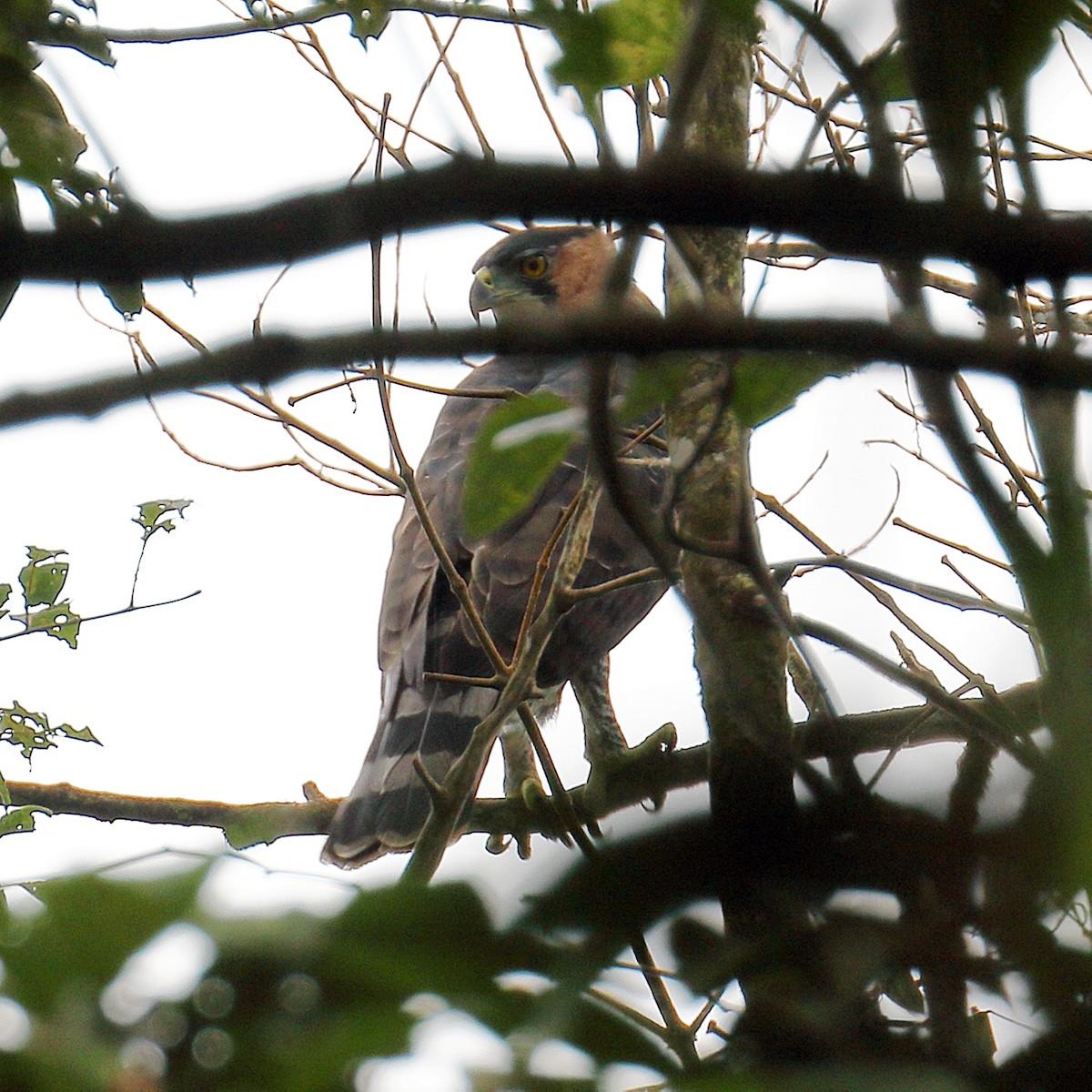 Ornate Hawk-Eagle - ML95578791