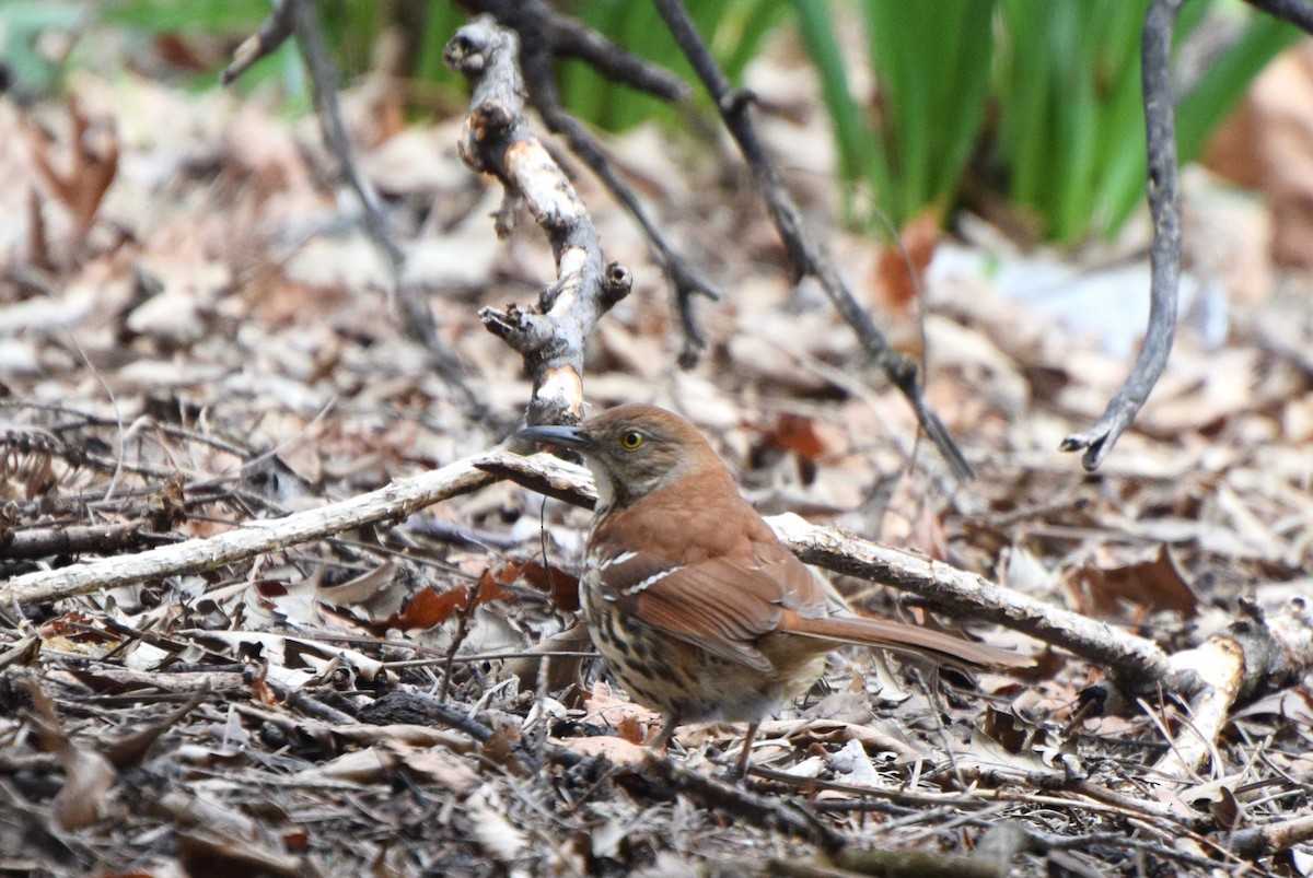 Brown Thrasher - irina shulgina