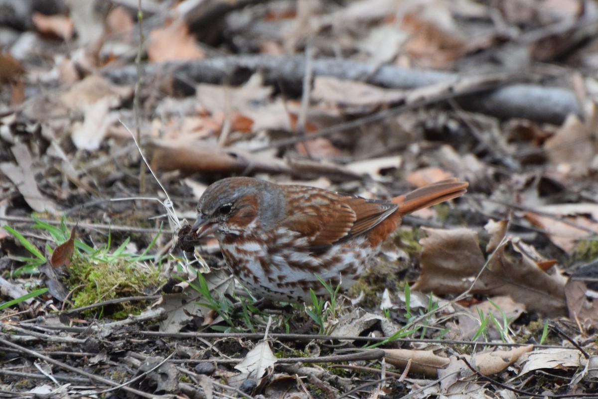 Fox Sparrow - ML95580261