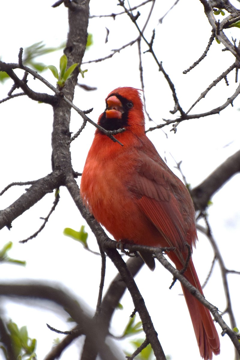 Northern Cardinal - ML95580471