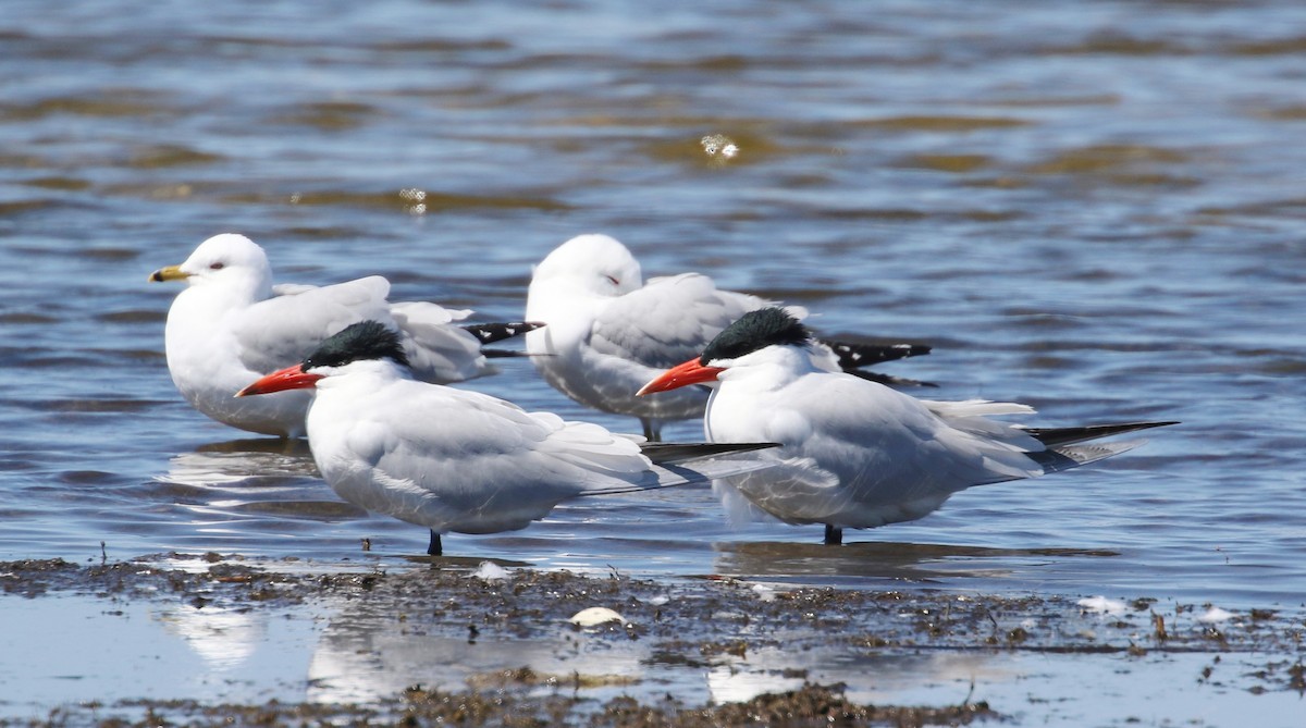 Caspian Tern - ML95580851