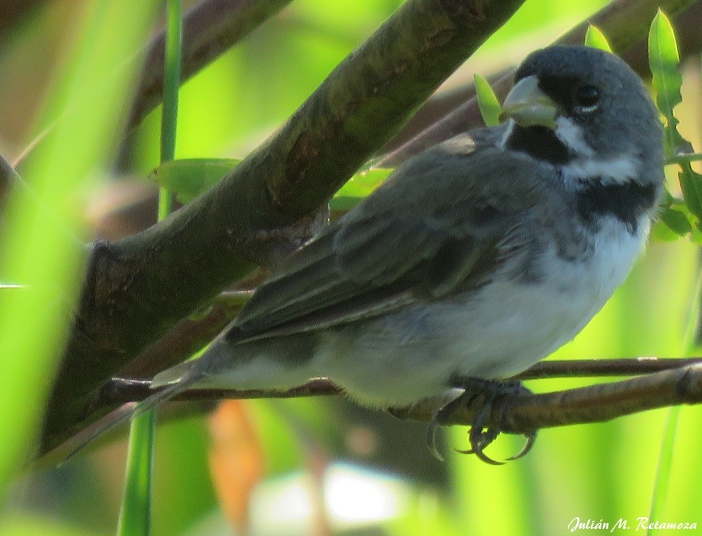 Double-collared Seedeater - ML95581001