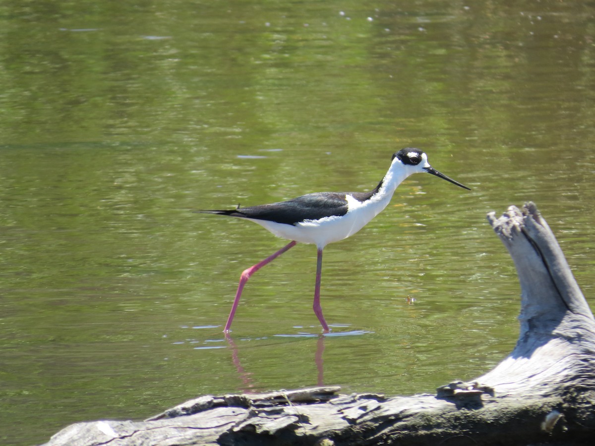 Schwarznacken-Stelzenläufer - ML95581191