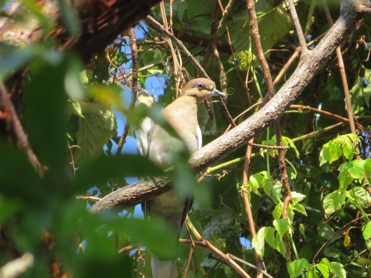 White-winged Dove - ML95581961