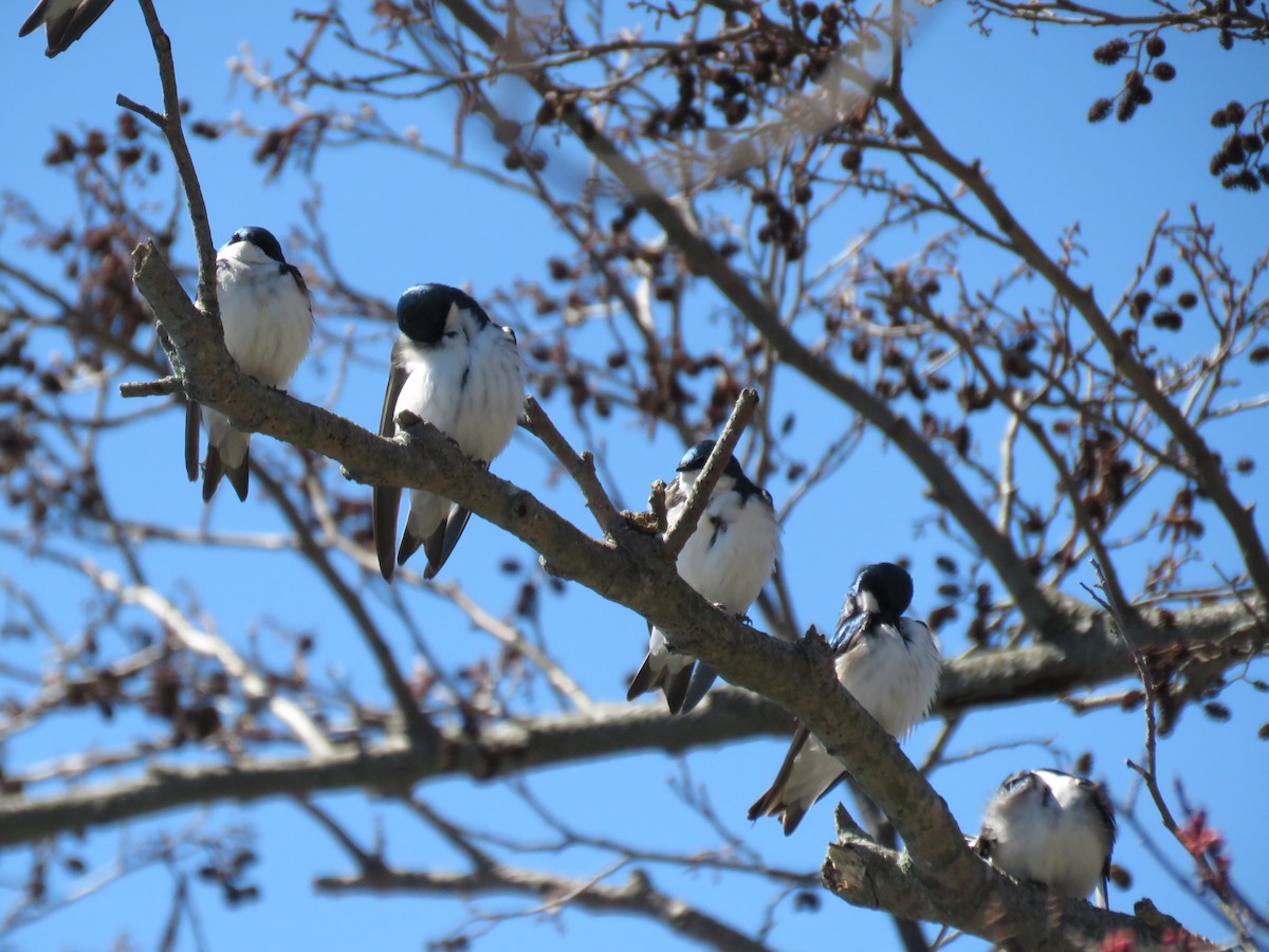 Tree Swallow - ML95582021