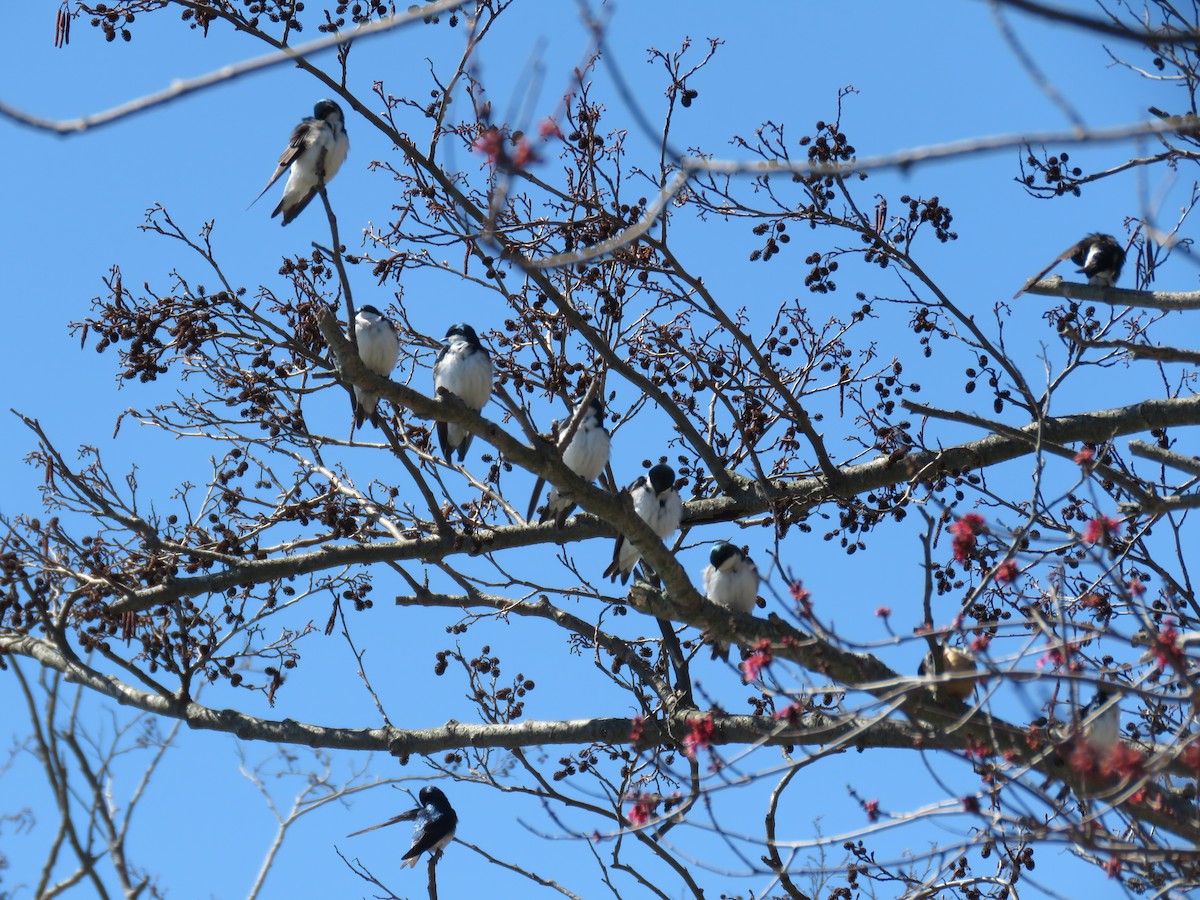 Tree Swallow - ML95582121