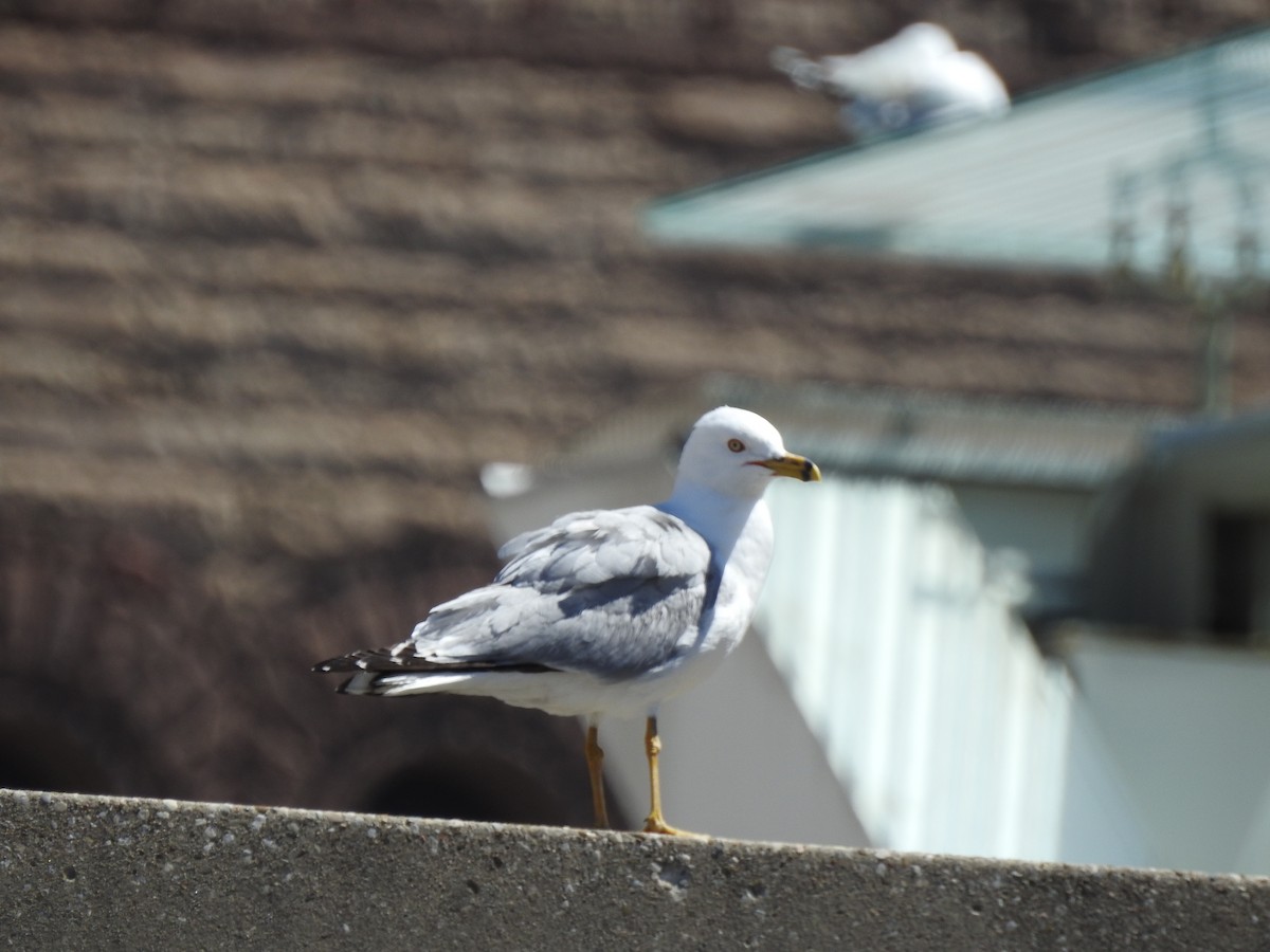 Ring-billed Gull - Ella F