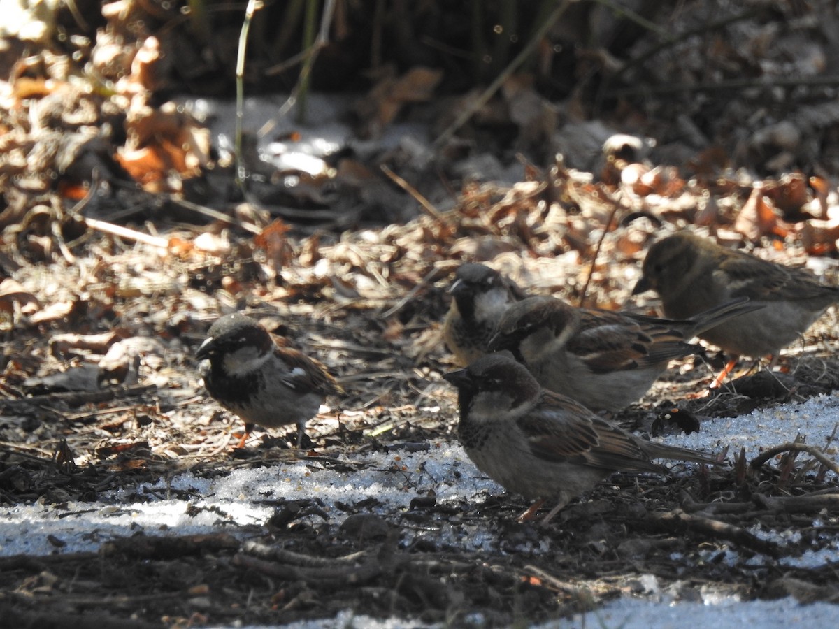 House Sparrow - ML95584051