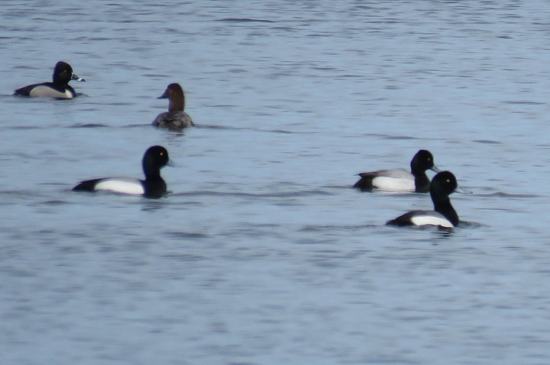 Greater Scaup - ML95587191