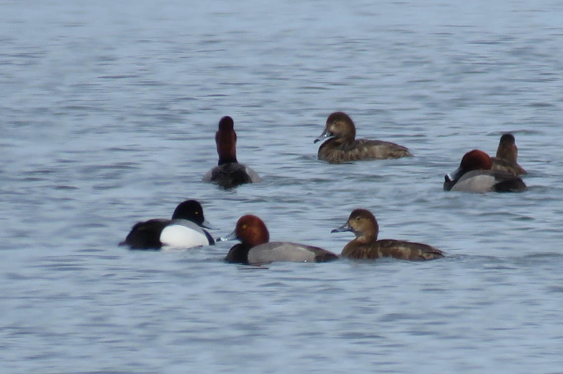 Greater Scaup - ML95587211