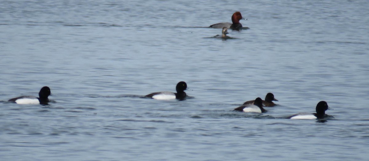 Greater Scaup - ML95587221