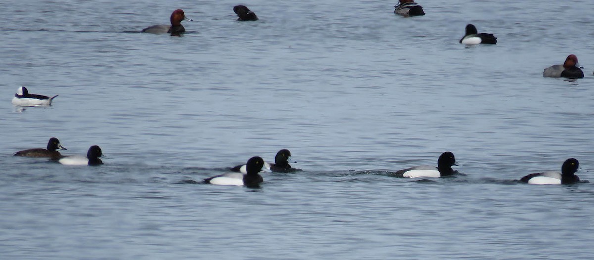 Greater Scaup - ML95587251