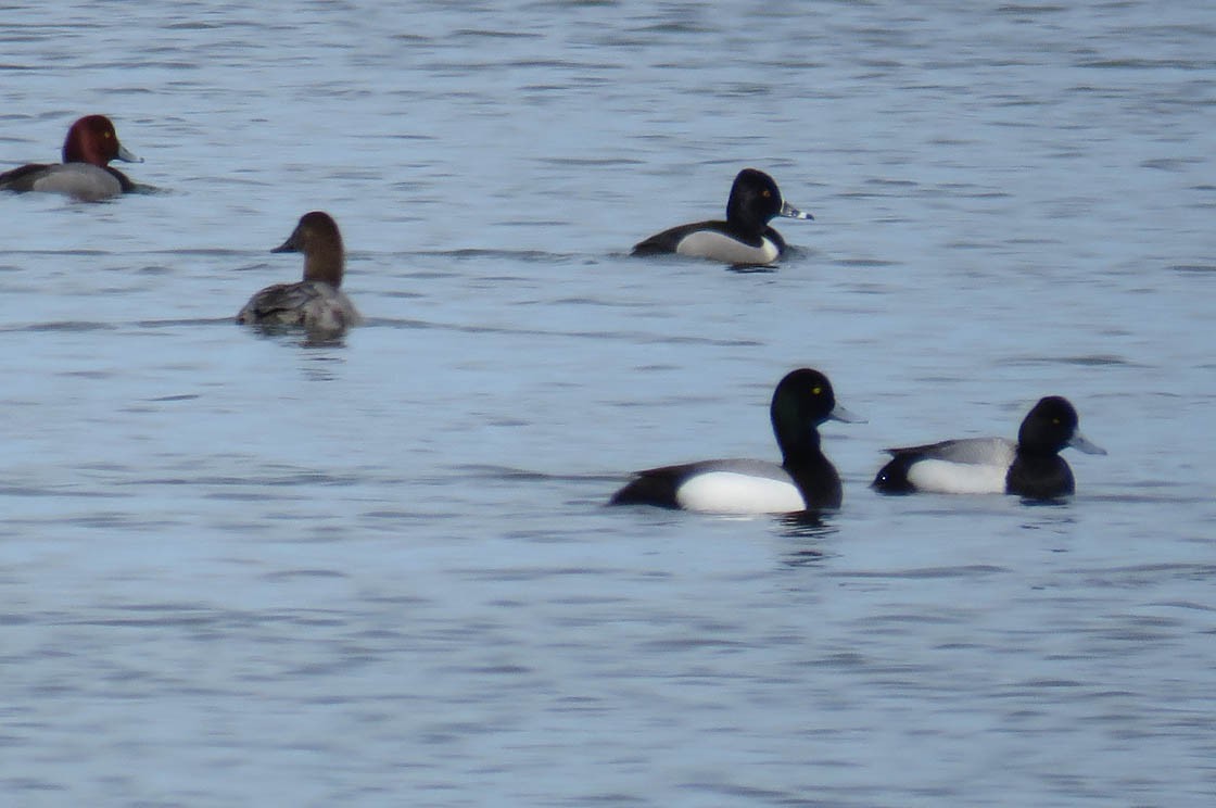 Greater Scaup - ML95587261