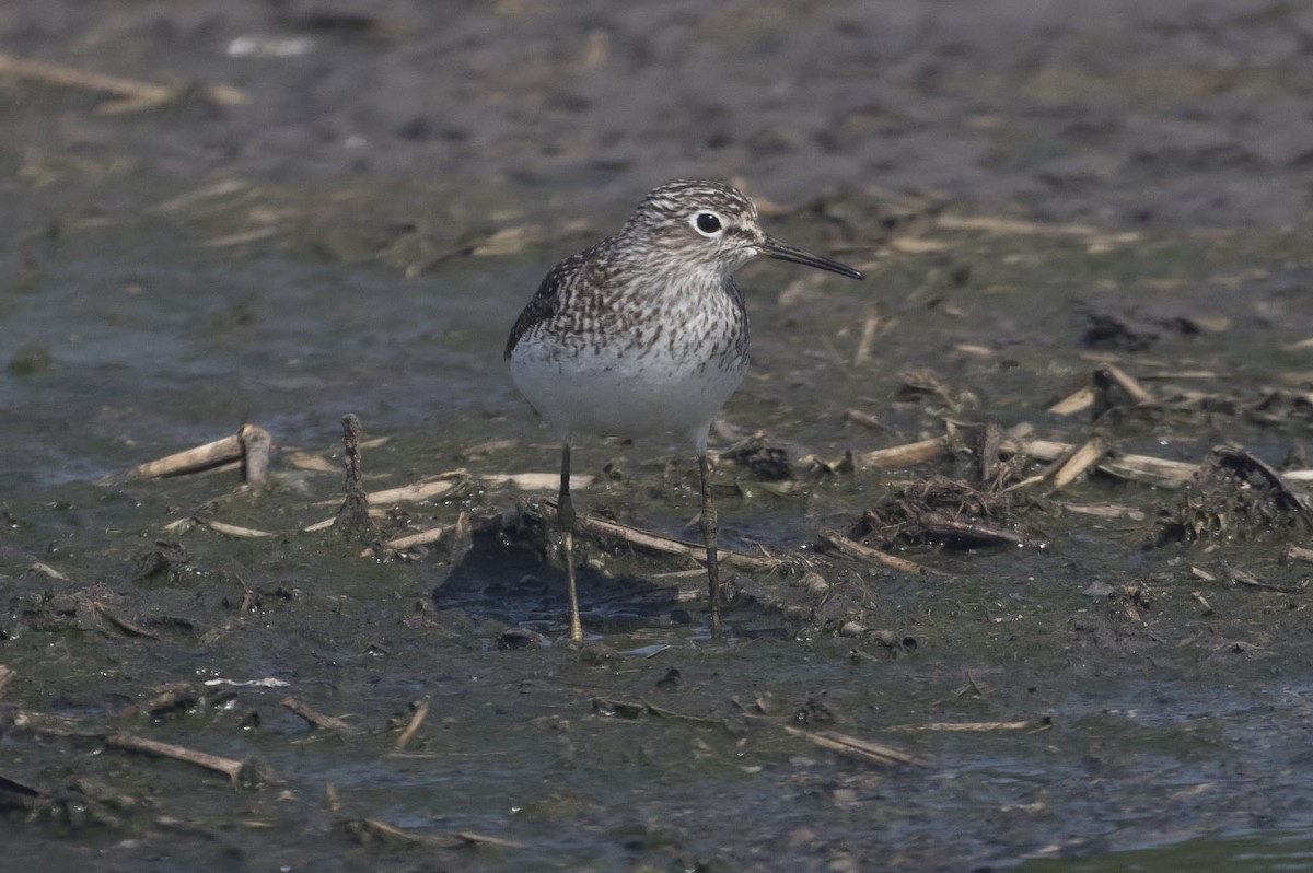 Solitary Sandpiper - Michael Todd